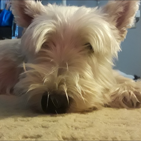 Meet your Posher, Angie - Picture 3 of 5